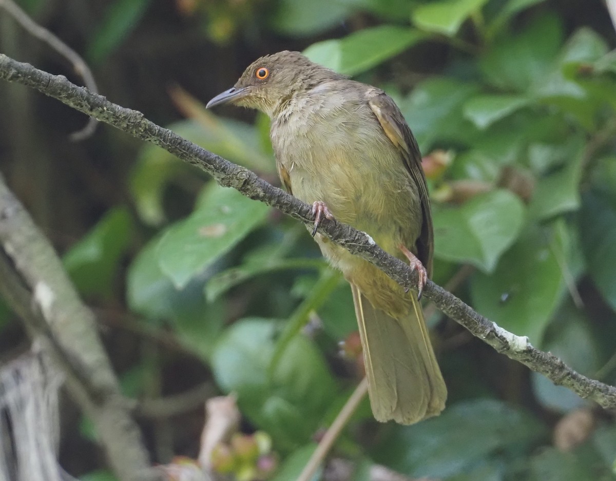 Red-eyed Bulbul - ML597543321