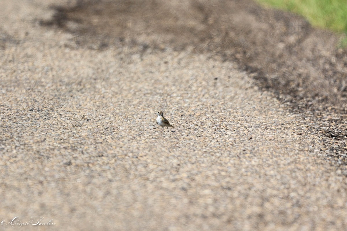 Lark Sparrow - ML597543991