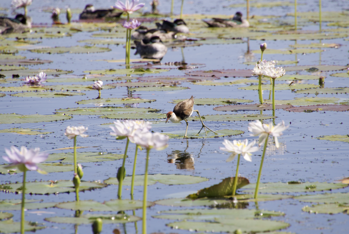 Comb-crested Jacana - ML597544591