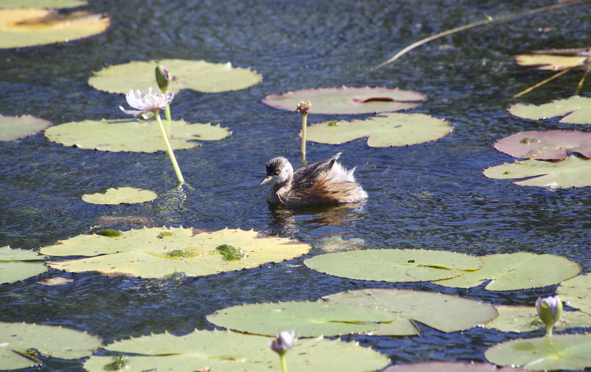 Australasian Grebe - Ethan Dean