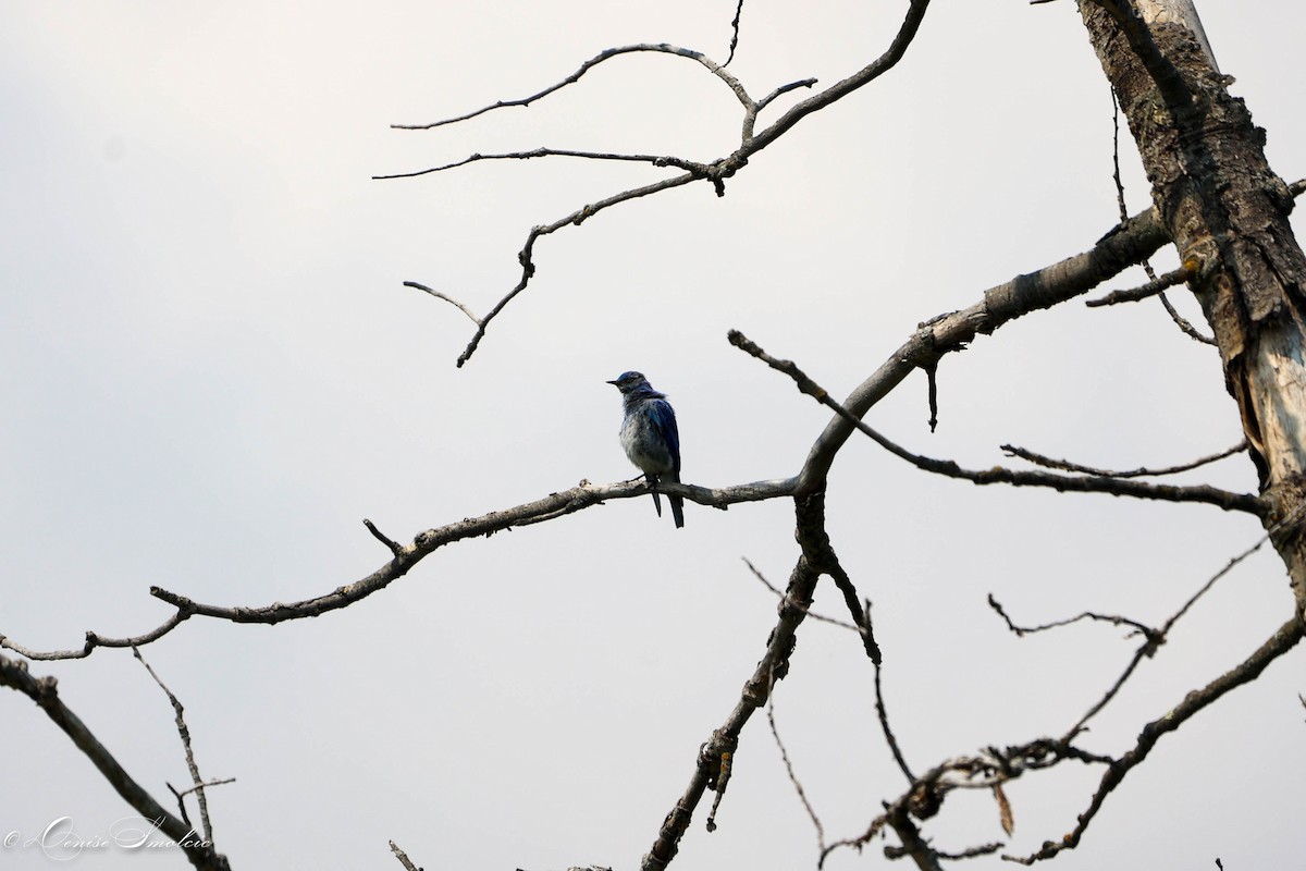 Mountain Bluebird - ML597544701