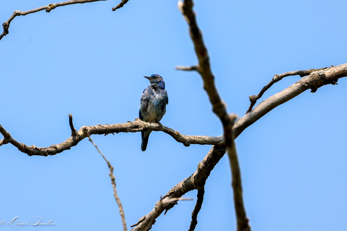 Mountain Bluebird - ML597544731