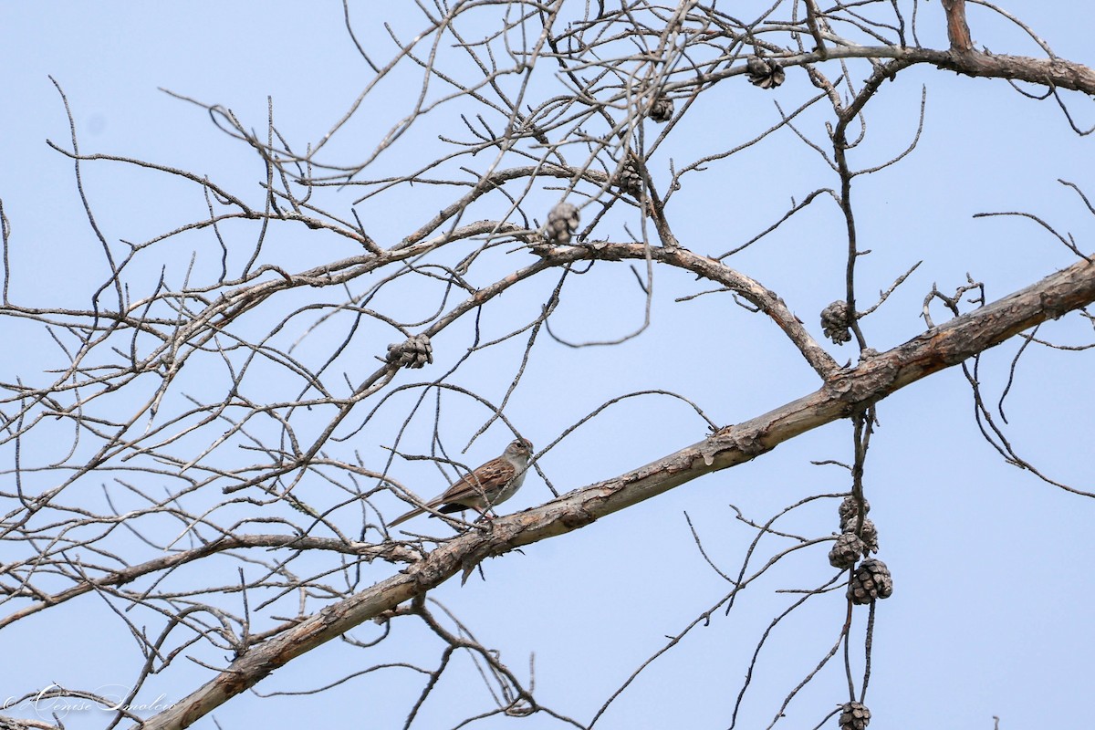 Chipping Sparrow - ML597545241