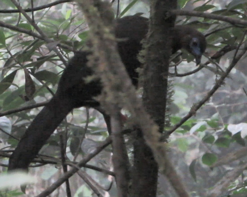 Sickle-winged Guan - ML597545271