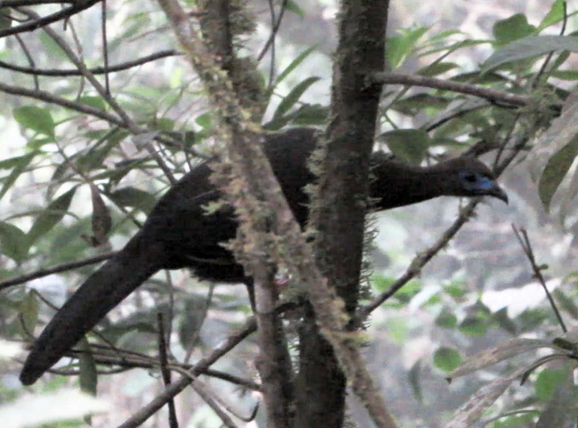 Sickle-winged Guan - ML597545281
