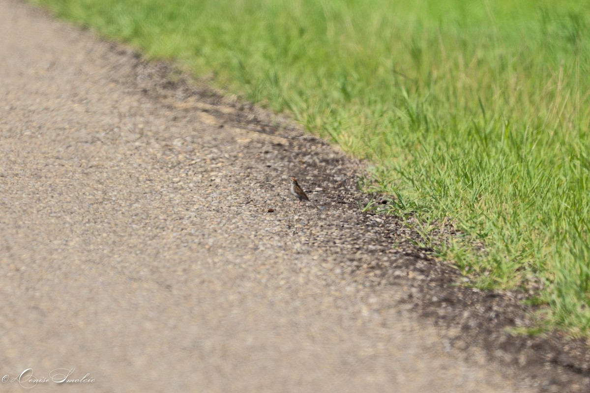 Chipping Sparrow - ML597545361