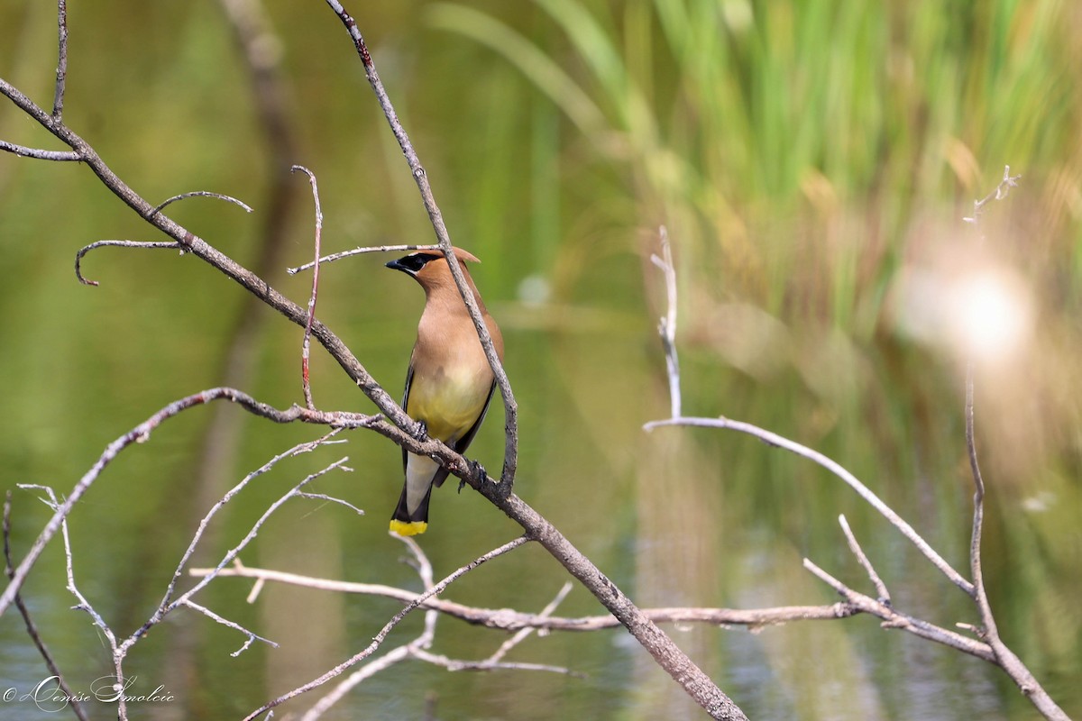 Cedar Waxwing - ML597545561