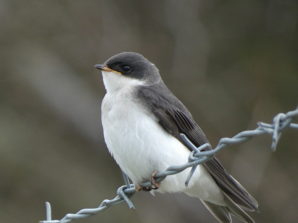 Tree Swallow - Doug Woodby