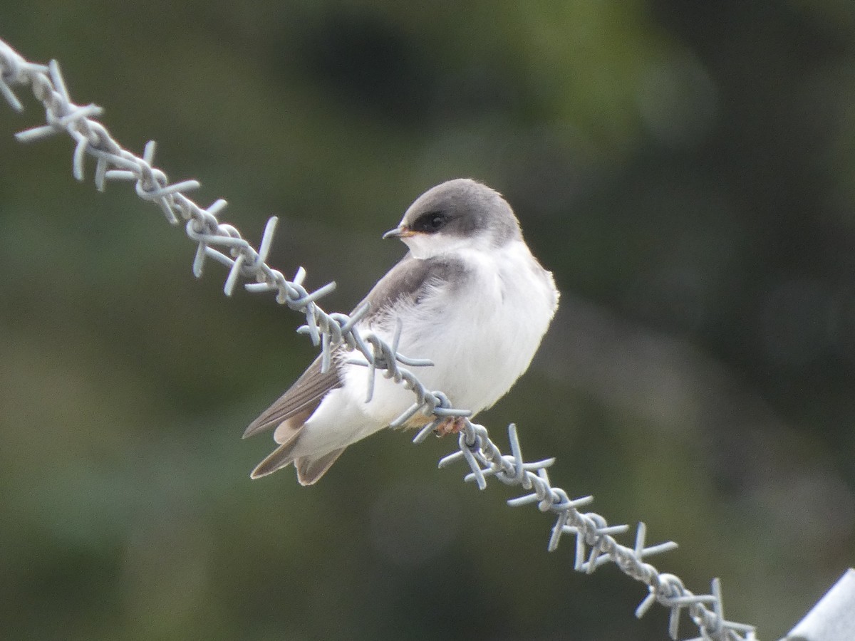 Tree Swallow - Doug Woodby