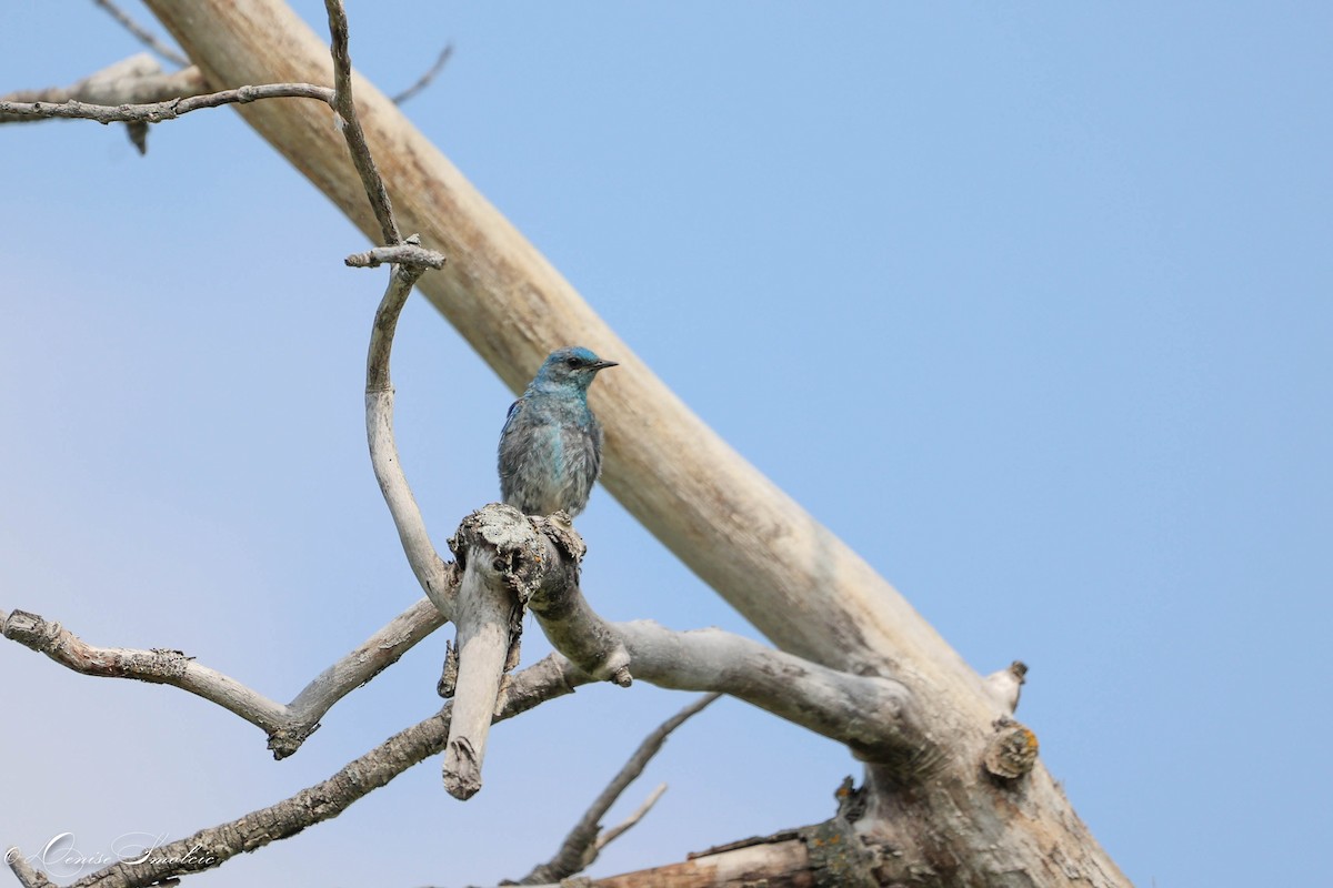 Mountain Bluebird - ML597546031