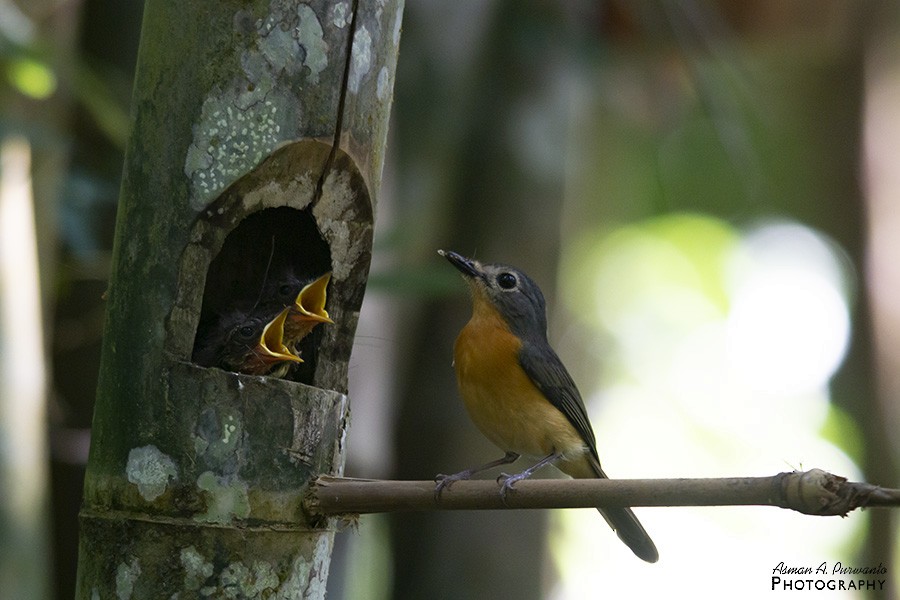 Javan Blue Flycatcher - ML597546051