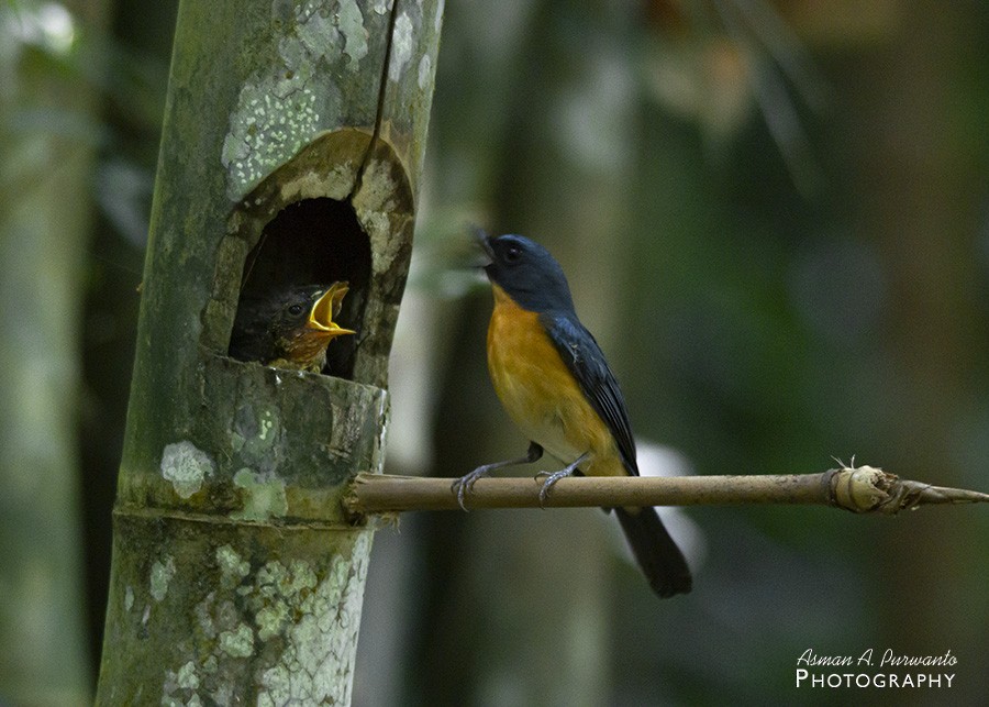 Javan Blue Flycatcher - ML597546061