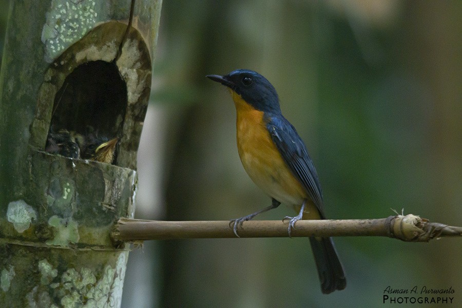 Javan Blue Flycatcher - ML597546071