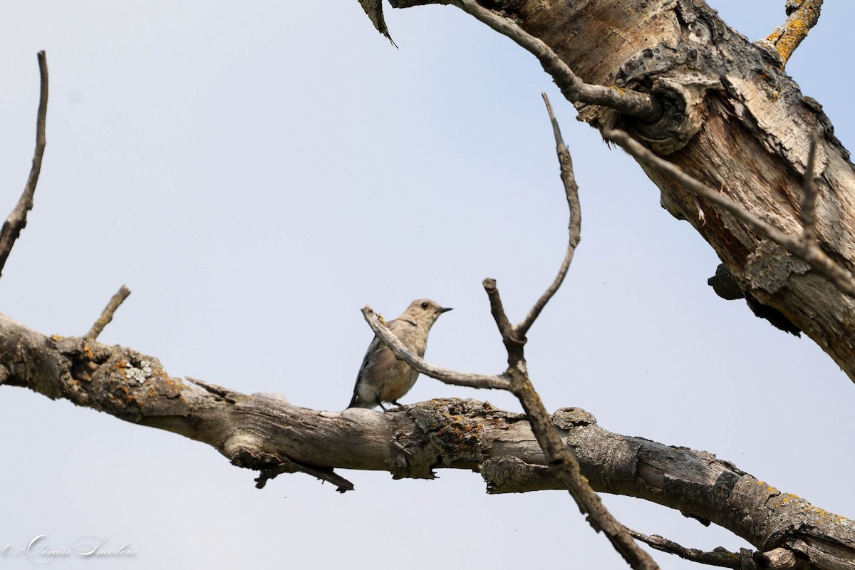 Eastern Bluebird - ML597546241