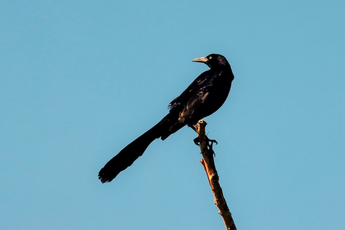 Great-tailed Grackle - ML597546581