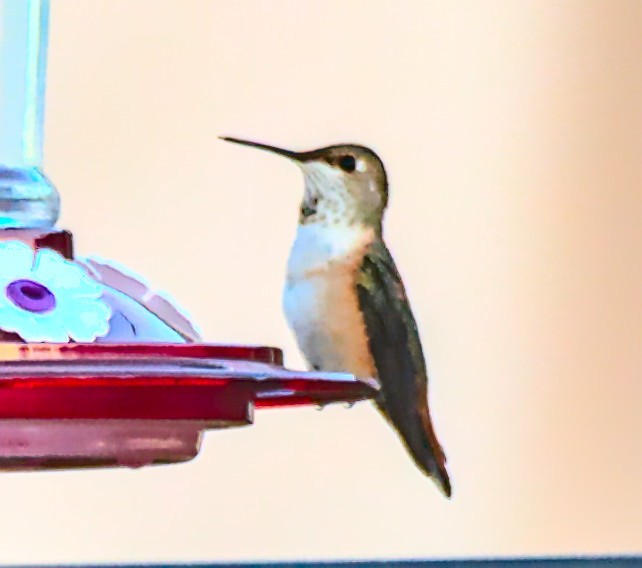 Rufous Hummingbird - ML597547161