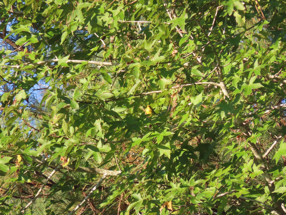 Prairie Warbler - Alina Martin