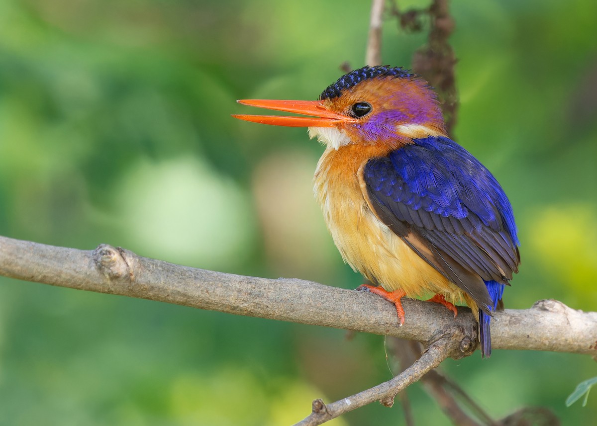 African Pygmy Kingfisher - Ayuwat Jearwattanakanok