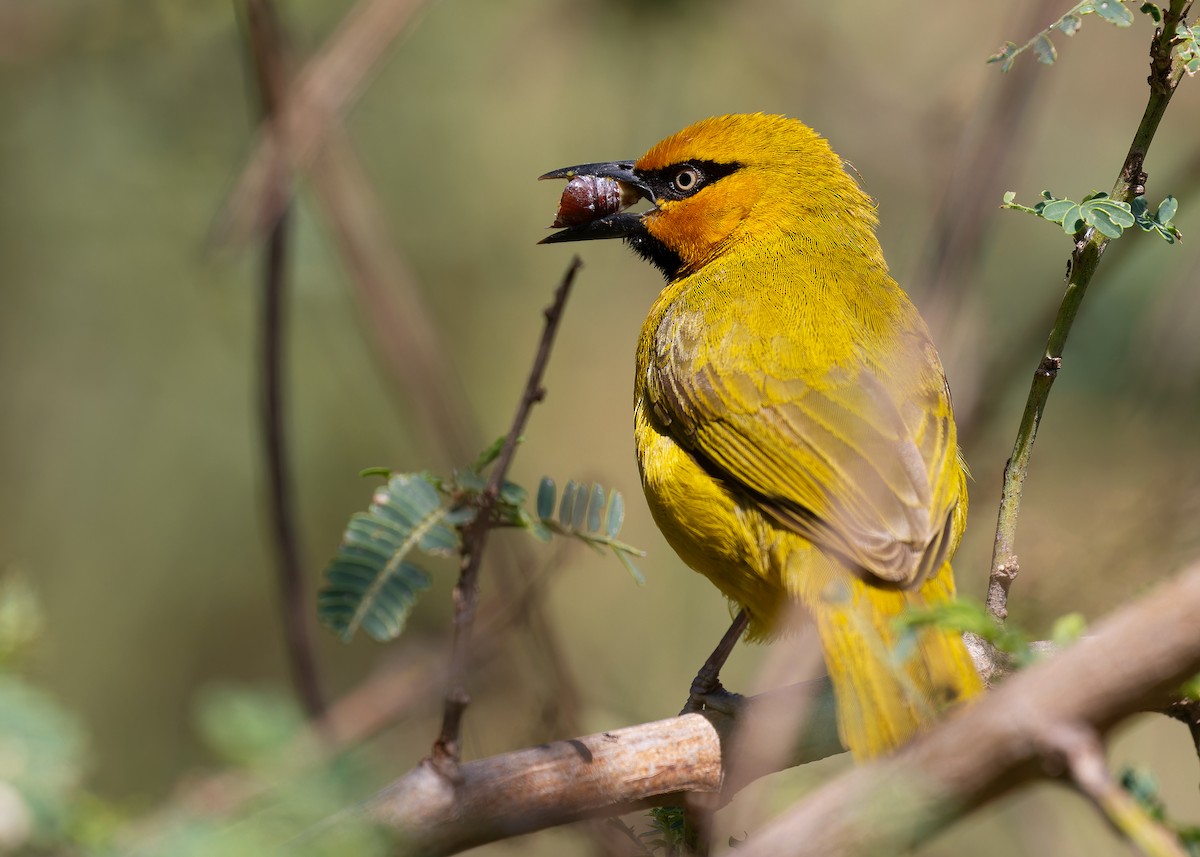Spectacled Weaver (Yellow-throated) - ML597549231