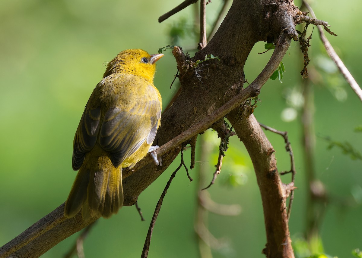 Spectacled Weaver (Yellow-throated) - ML597549241