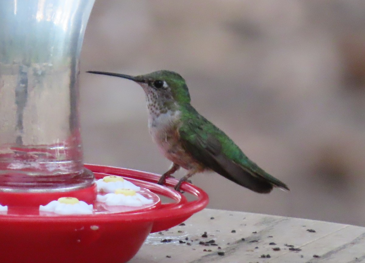 Broad-tailed Hummingbird - Theresa Call