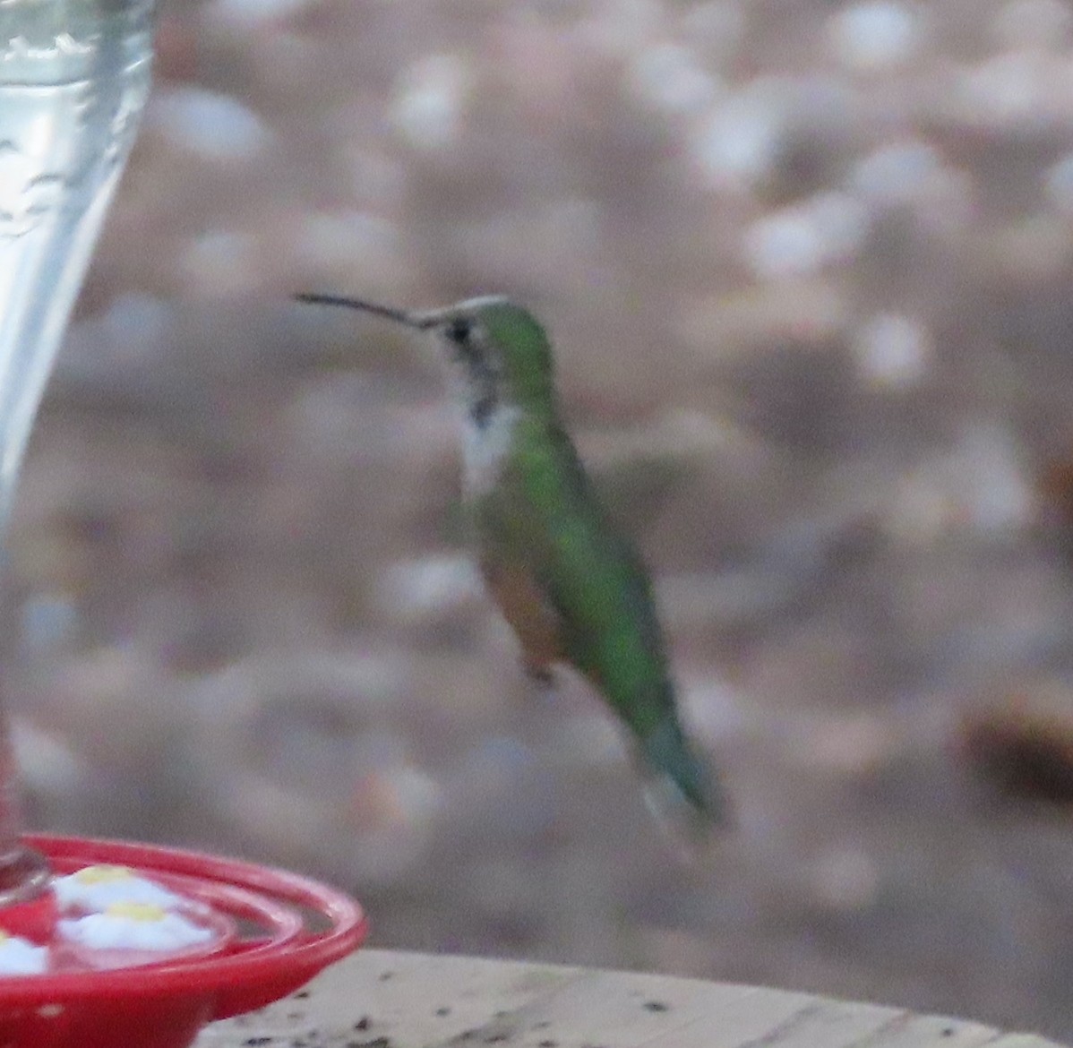 Broad-tailed Hummingbird - Theresa Call