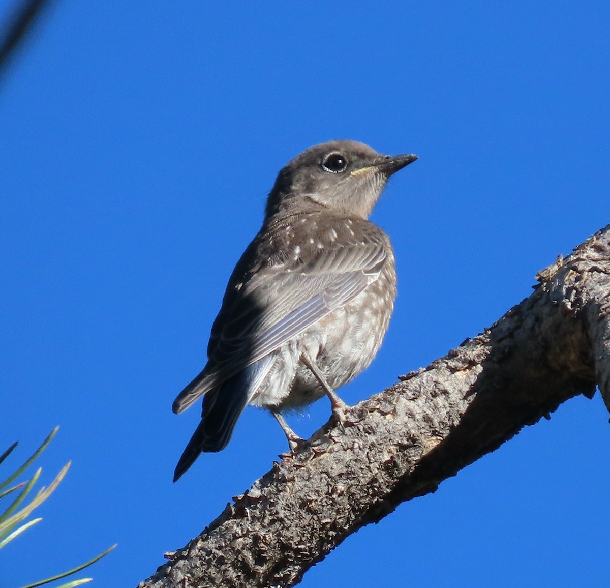 Western Bluebird - ML597550011