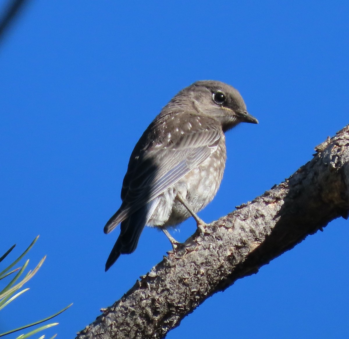 Western Bluebird - ML597550031