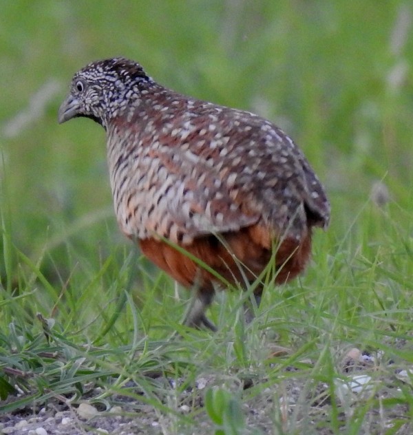 Barred Buttonquail - ML597550411