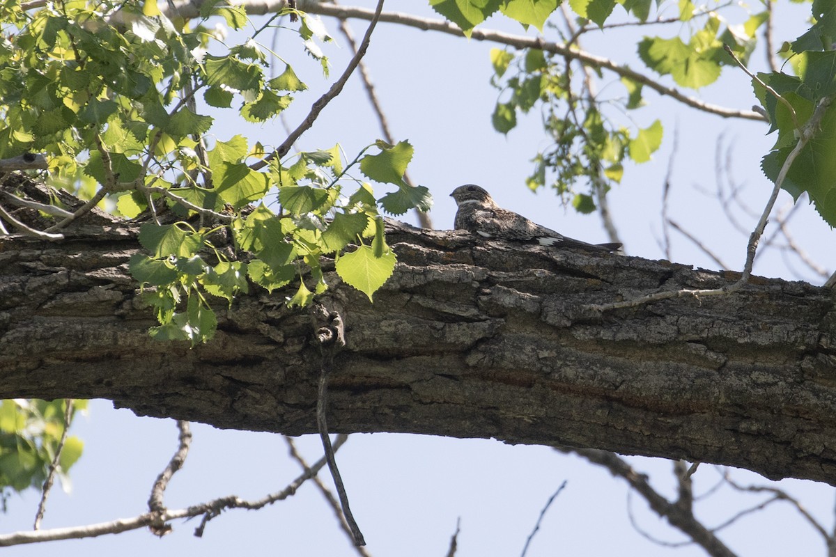 Common Nighthawk - ML597550511