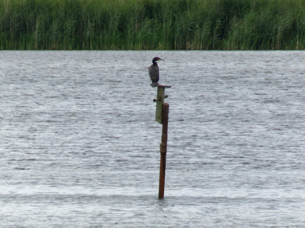 Great Cormorant - ML597550751