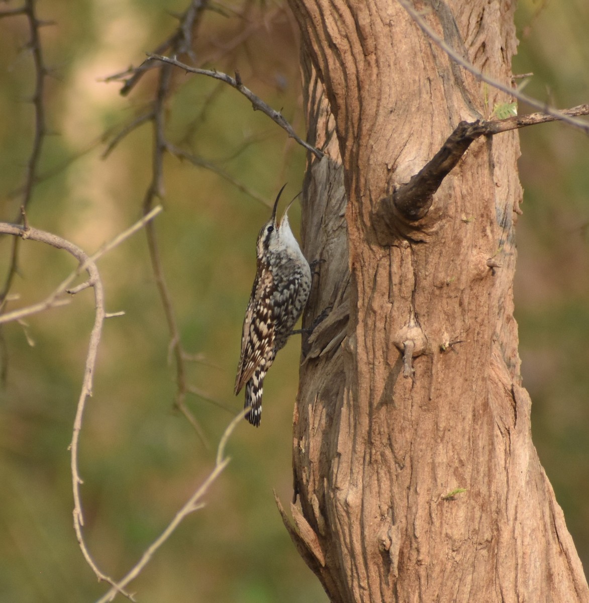 Indian Spotted Creeper - ML597550851