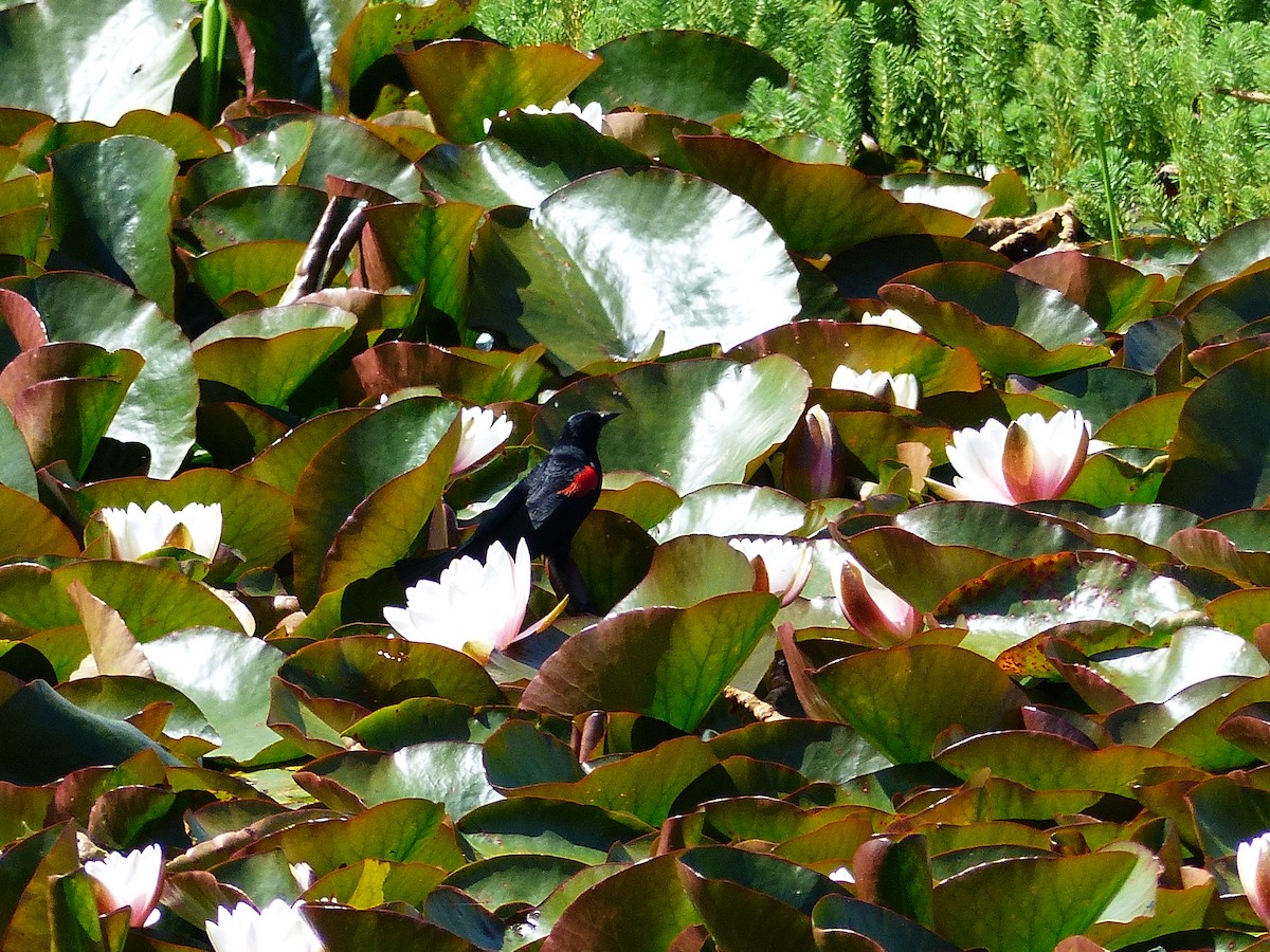 Red-winged Blackbird (California Bicolored) - Rob Fowler