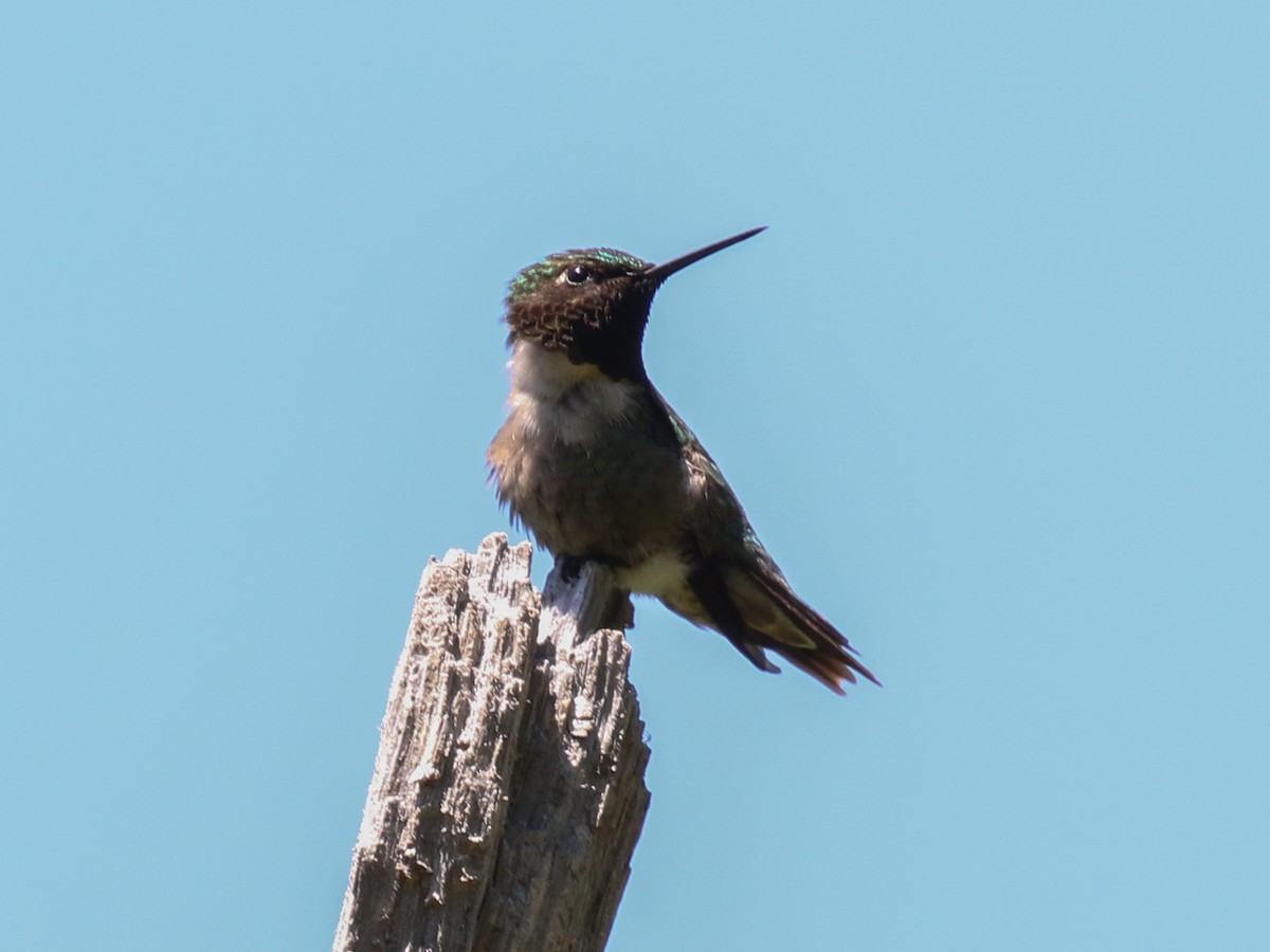 Ruby-throated Hummingbird - ML59755291