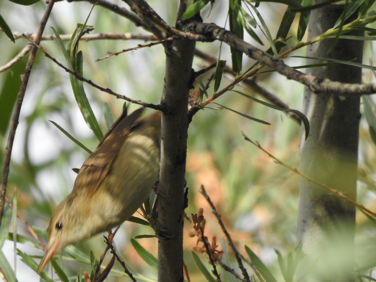 Large-billed Reed Warbler - ML597553091