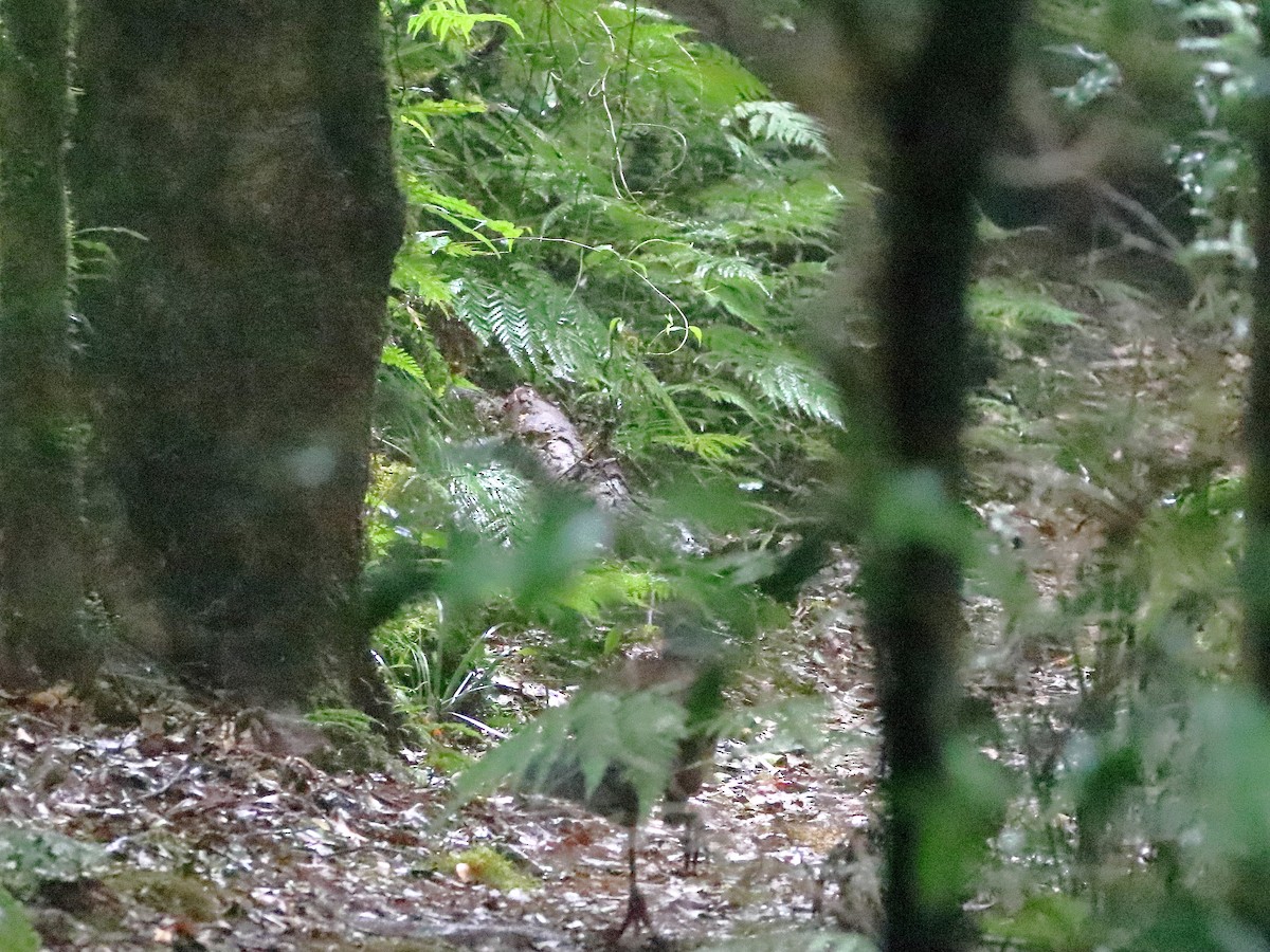 Albert's Lyrebird - ML597556111