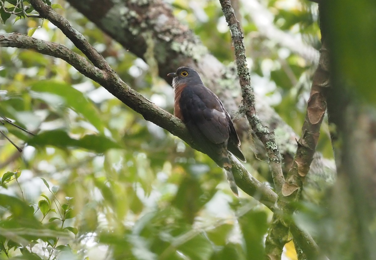 Philippine Hawk-Cuckoo - ML597556551