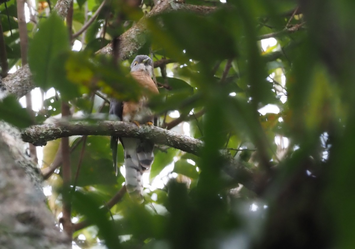 Philippine Hawk-Cuckoo - Stephan Lorenz