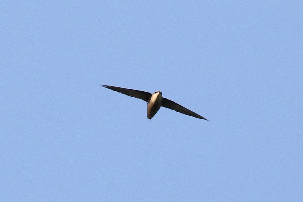 Chimney Swift - Paul Jacyk