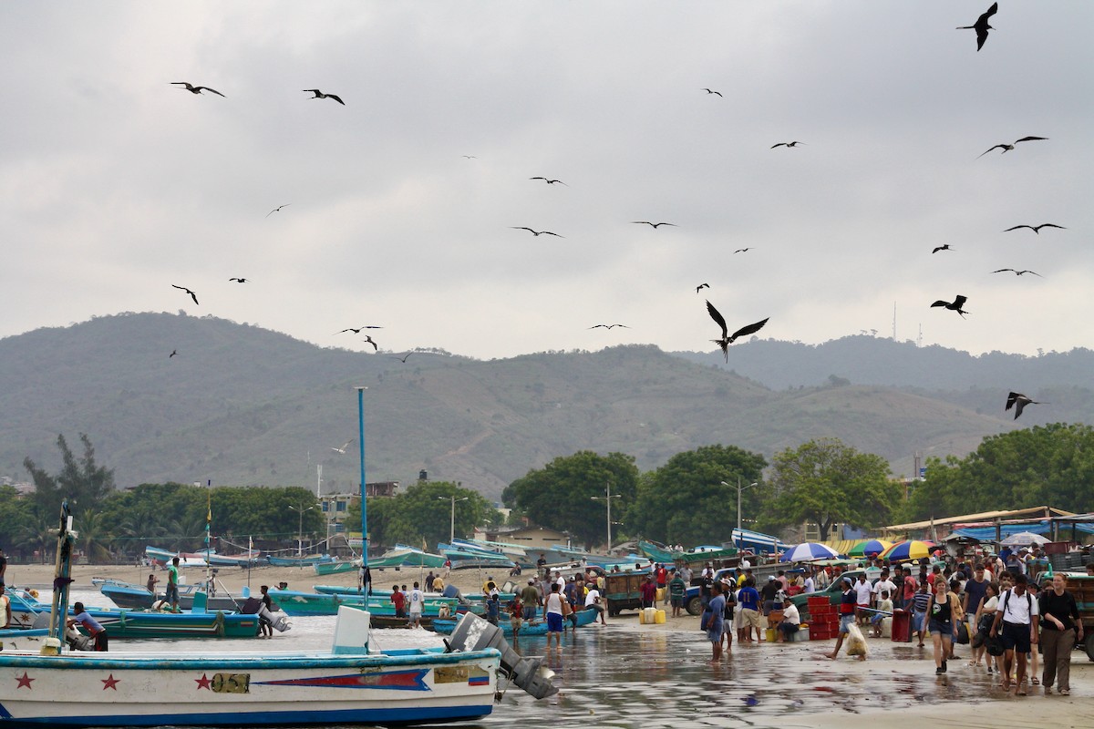 Magnificent Frigatebird - ML597558541