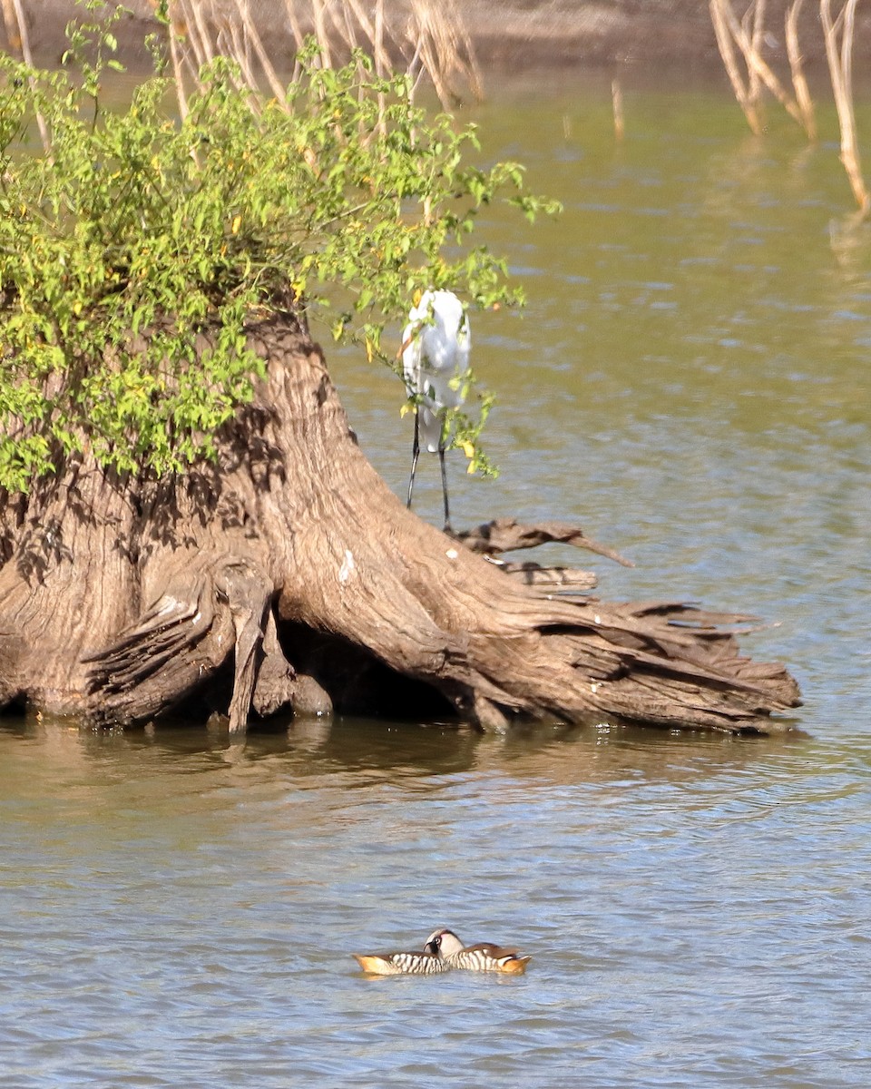 Pink-eared Duck - ML597558561