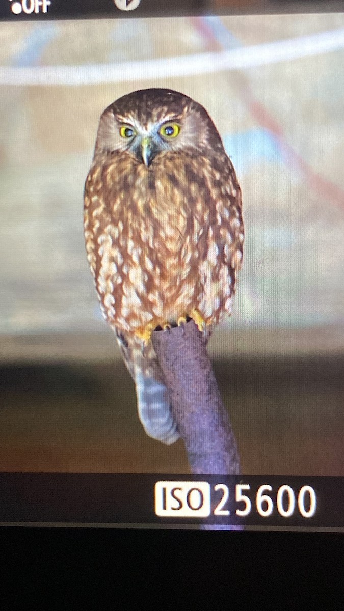 Morepork - ML597561791