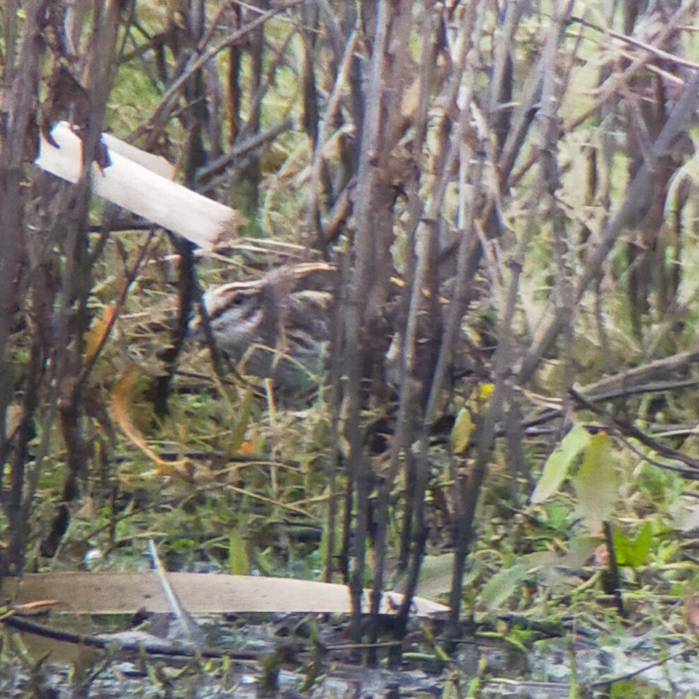 Jack Snipe - ML597564961