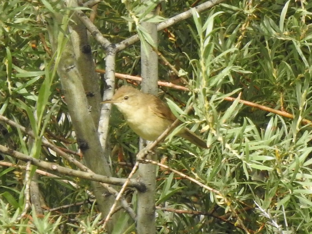 Large-billed Reed Warbler - Philip Steiner