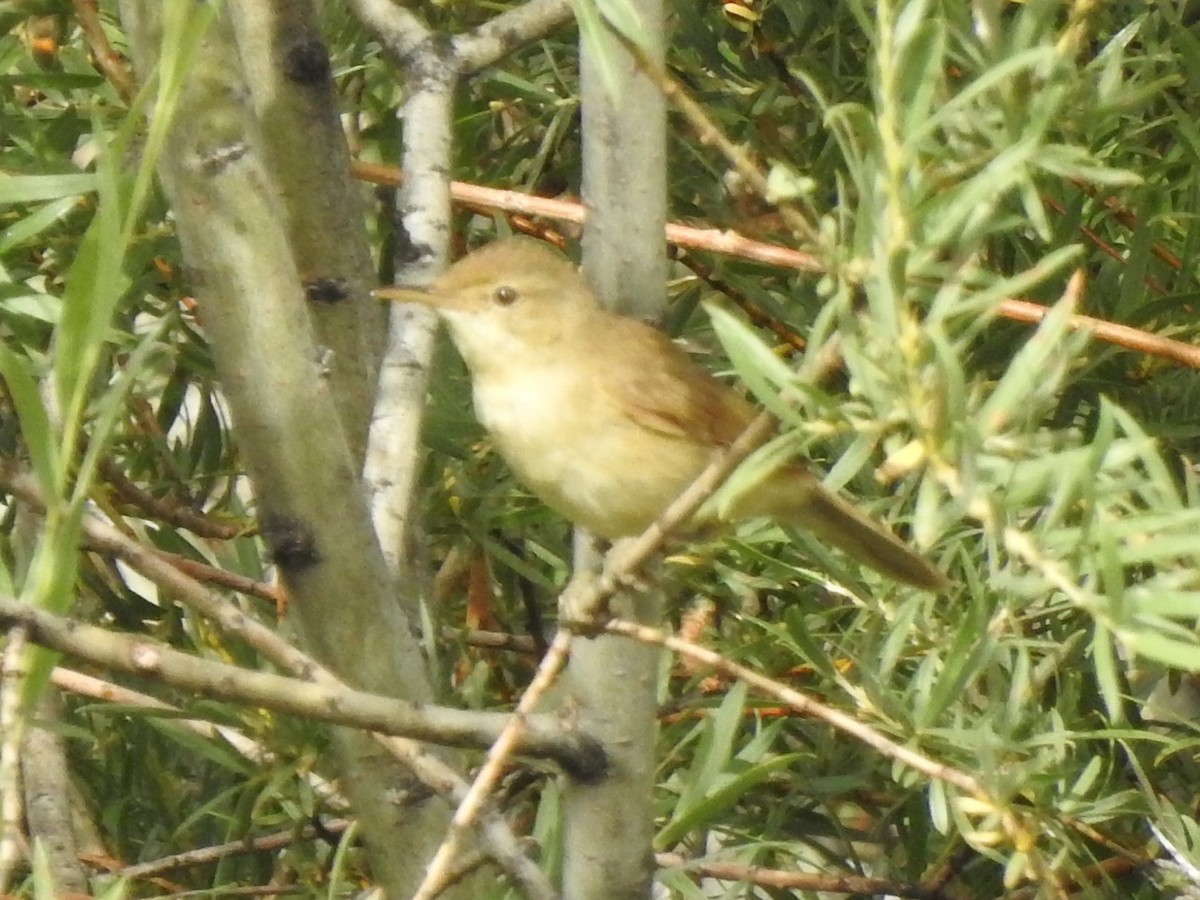 Large-billed Reed Warbler - Philip Steiner