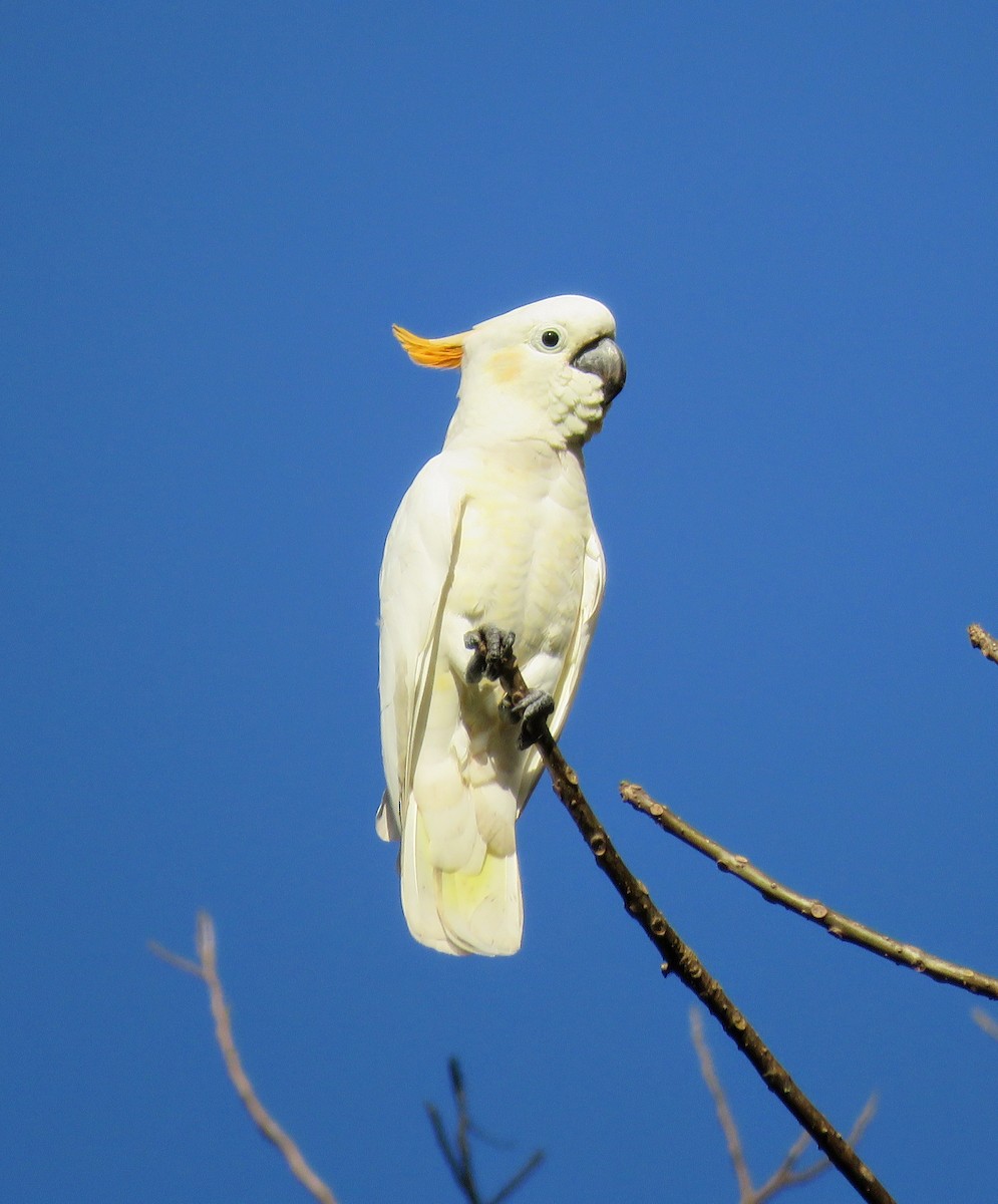 Citron-crested Cockatoo - Elizabeth Skakoon