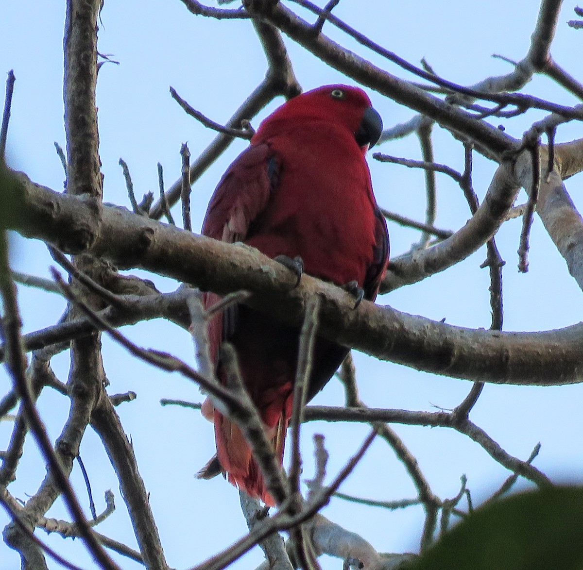 Sumba Eclectus - ML597570411