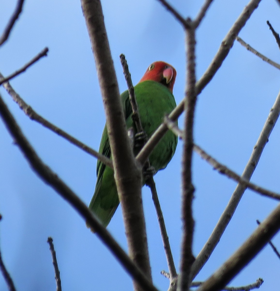 Red-cheeked Parrot - ML597570431
