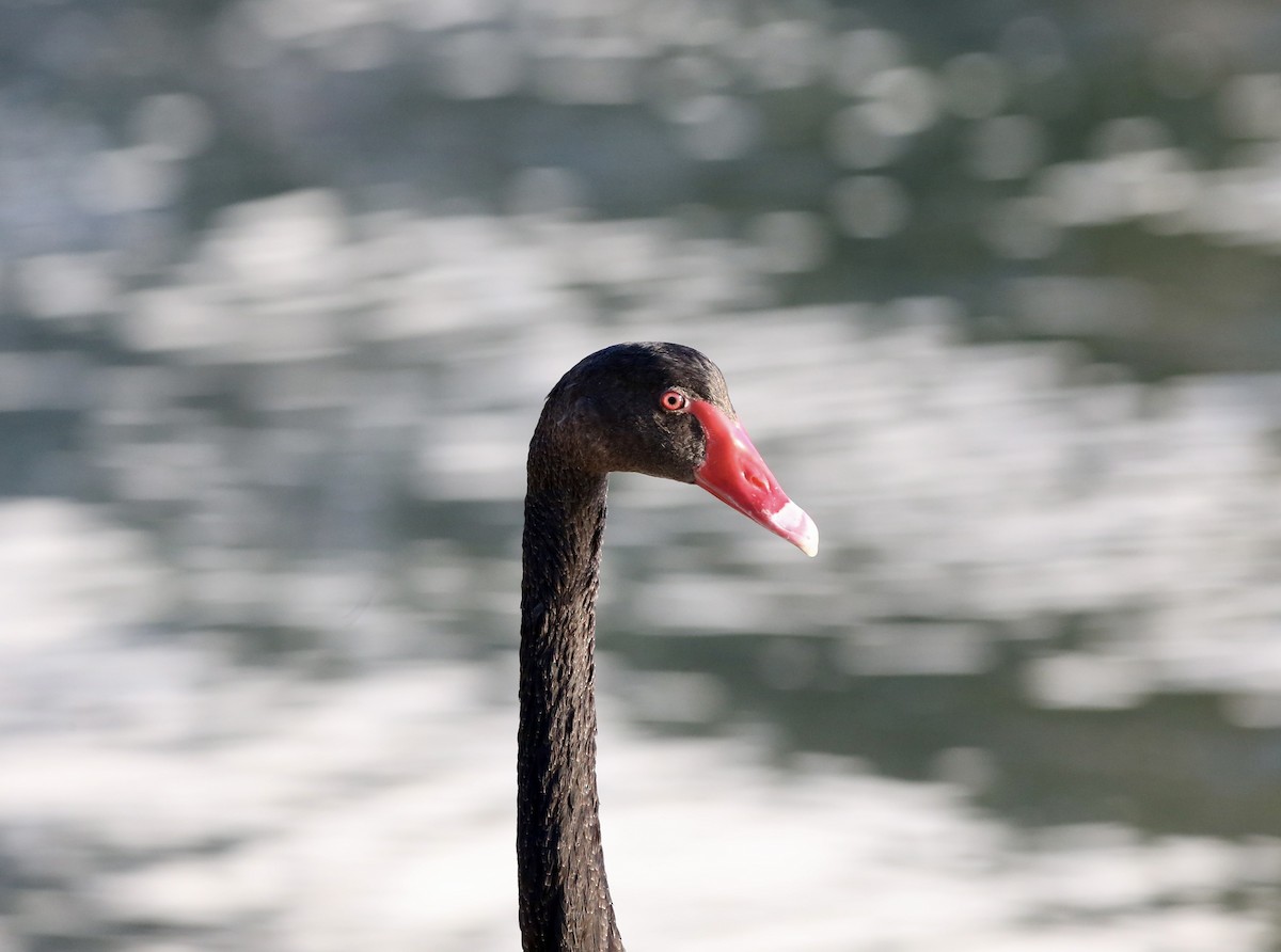 Black Swan - ML597570871