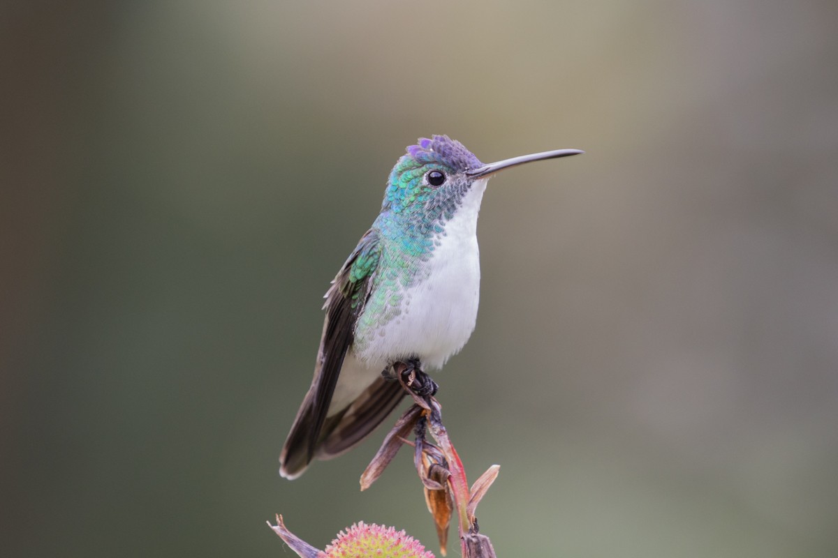 Andean Emerald - ML597571651